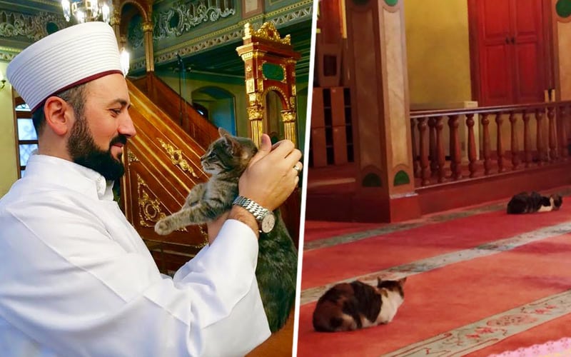 Le Chat Cet Animal Privilegie Des Musulmans Des Domes Des Minarets